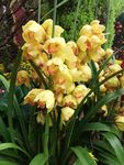 兰花鲜花