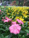 野花花草