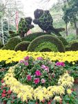 菊花花圃