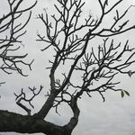 树木树枝