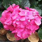 粉色鲜花