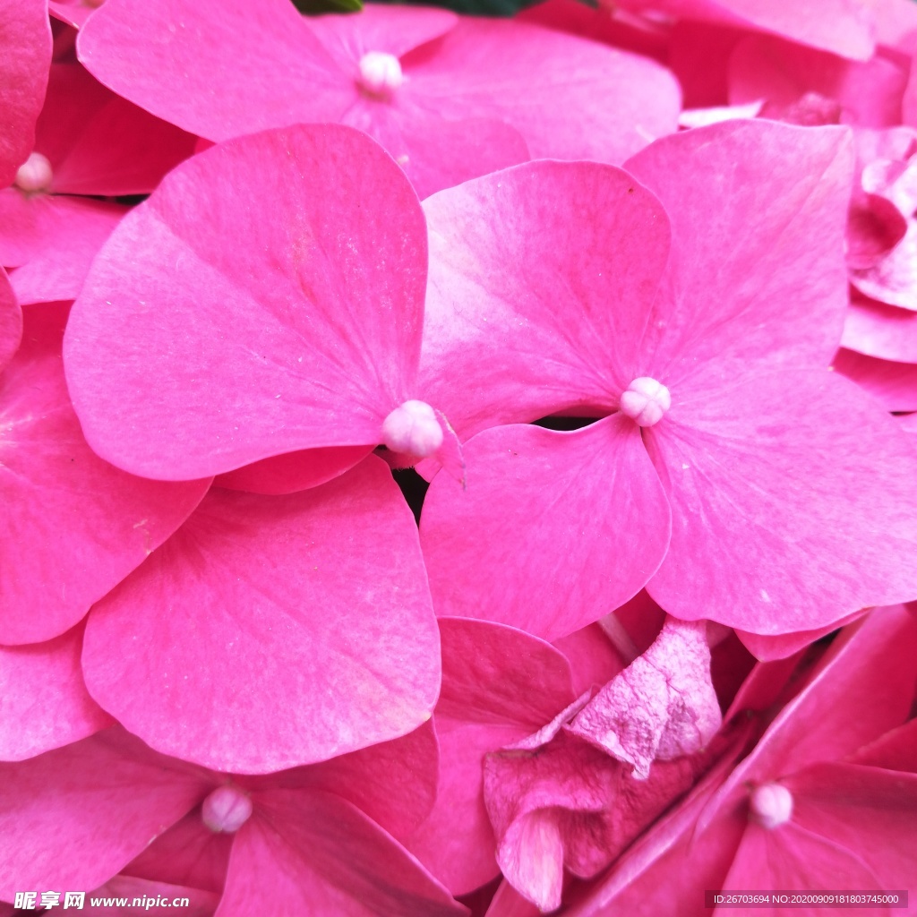 粉色鲜花花瓣背景