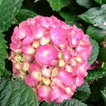 野花花草