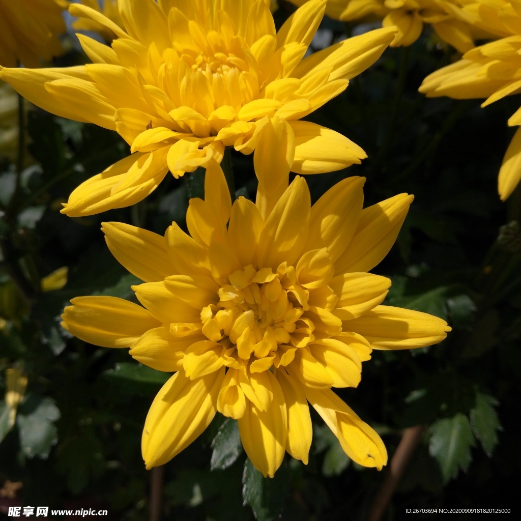 金色菊花图片