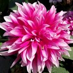 粉红色菊花花卉
