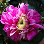 粉色菊花