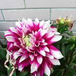 菊花花朵
