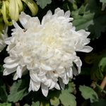 白色菊花花朵