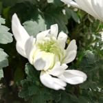 白色菊花花朵