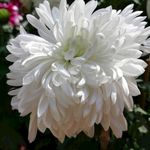 白色菊花图片