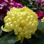 黄色菊花鲜花