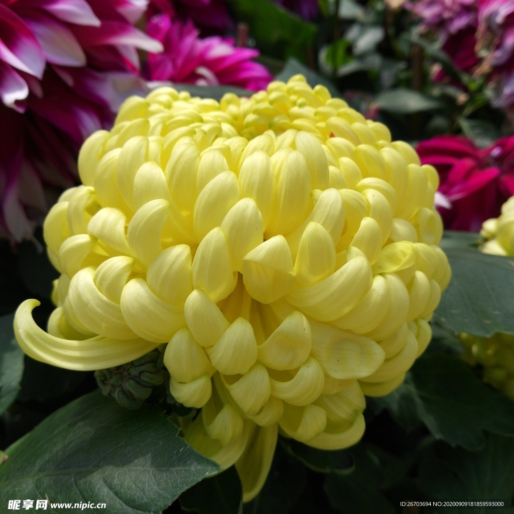 黄色菊花鲜花