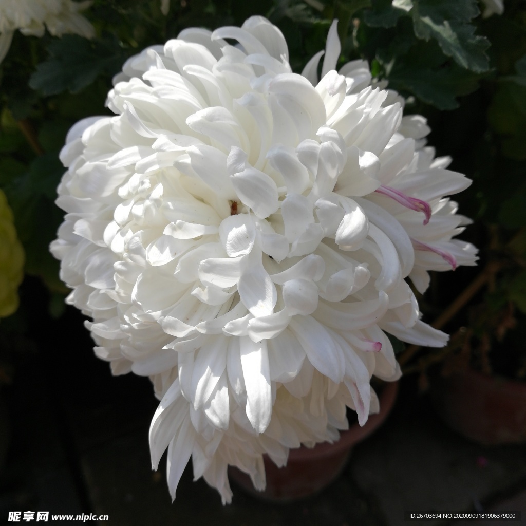 白色菊花花卉