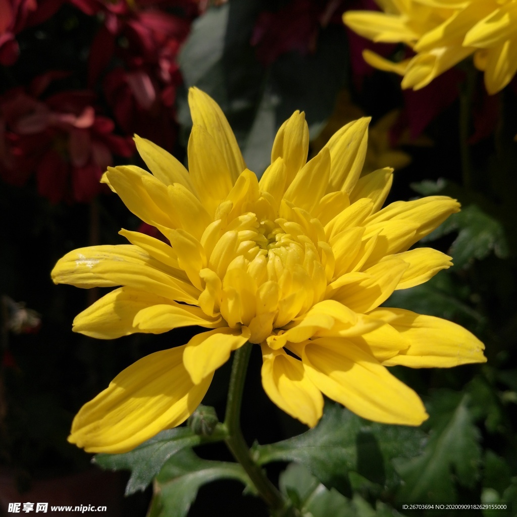 金色菊花花朵