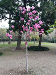 玉堂春花开