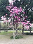 粉色玉堂春