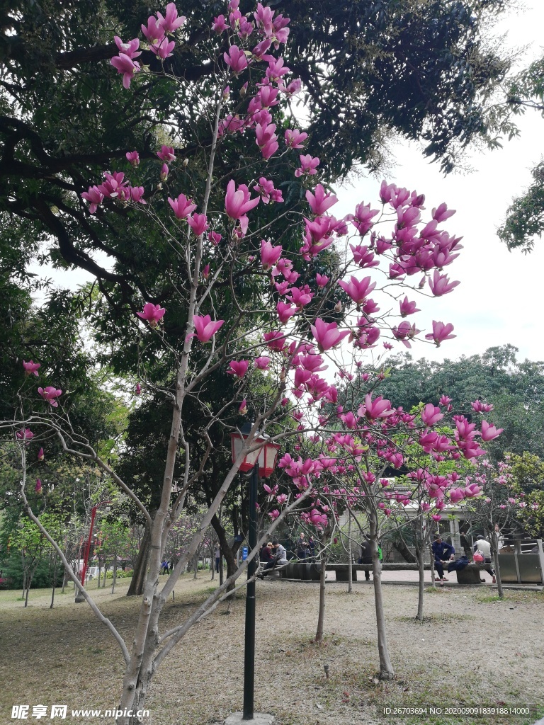 粉色玉兰花