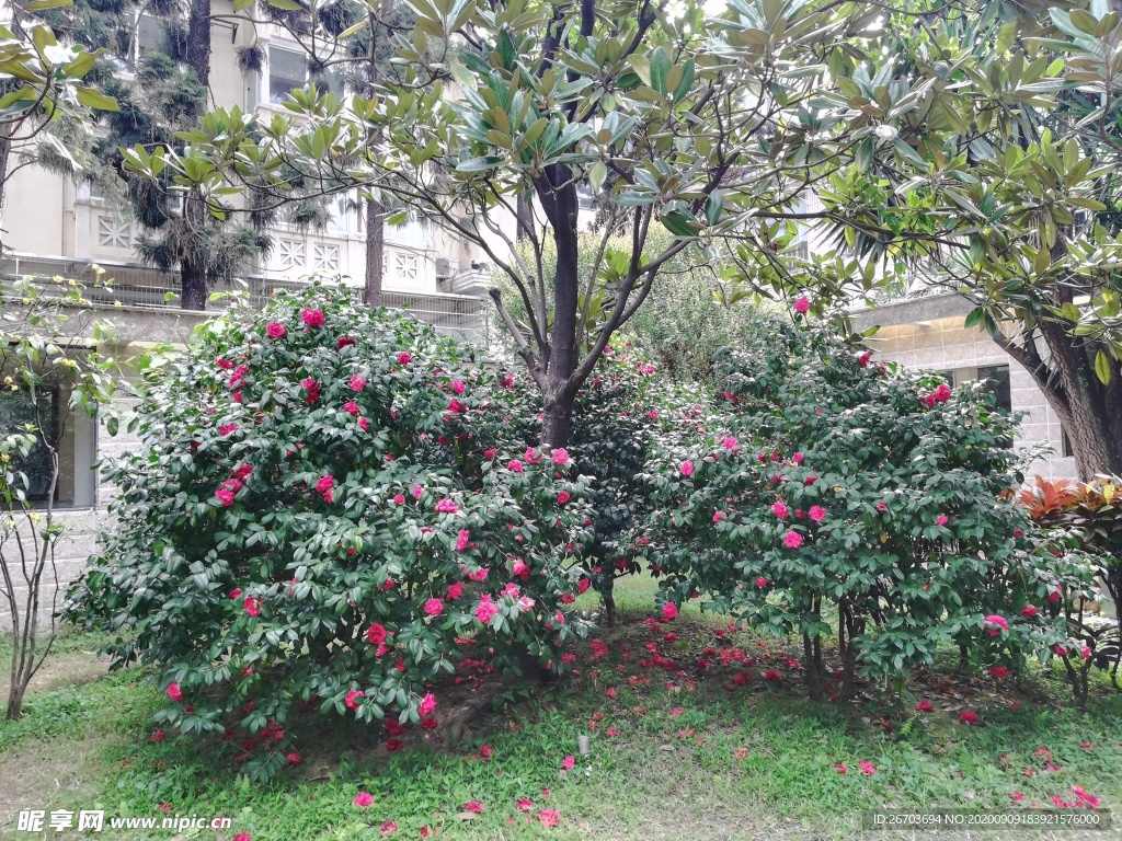 山茶花花园