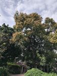 花树树木风景