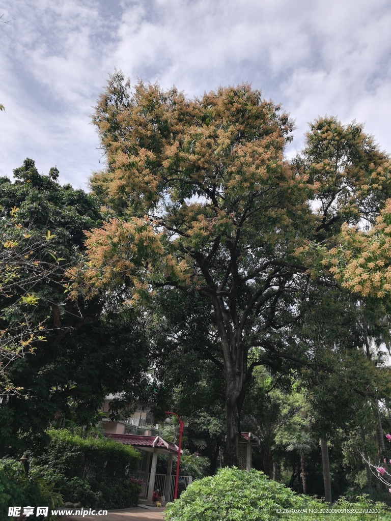 花树树木风景