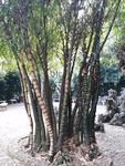 竹树风景