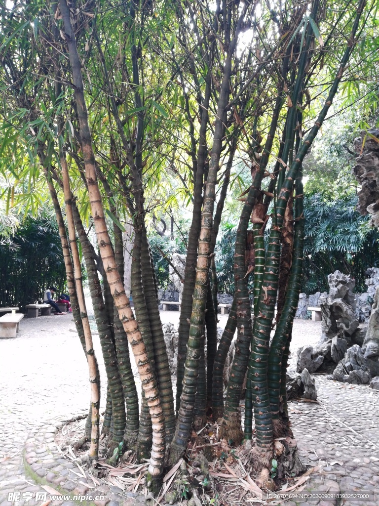 竹树风景