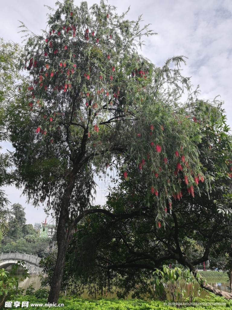 绿树红花花树