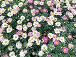菊花花海