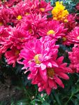 红色菊花