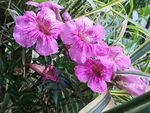 牵牛花
