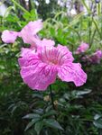 粉色喇叭花