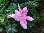 粉色喇叭花