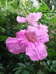 粉色牵牛花