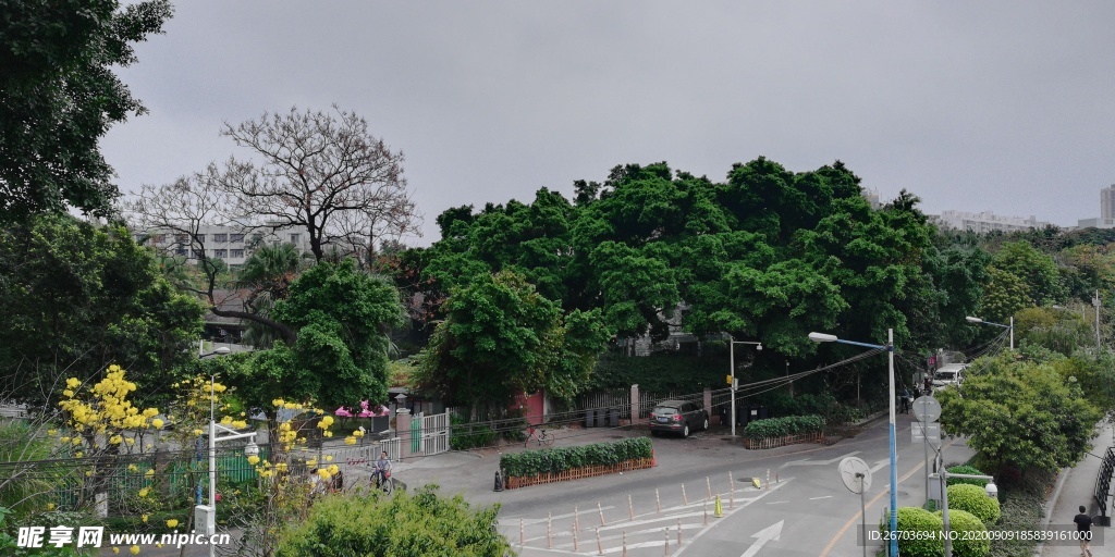 街道绿树