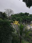花草树木风景