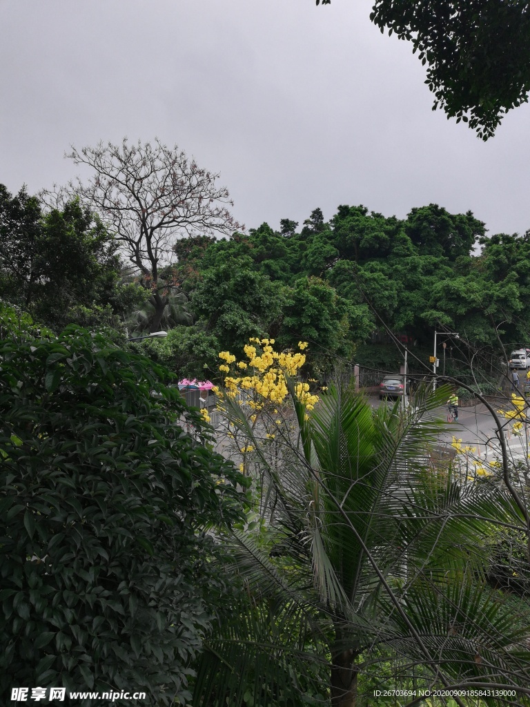 花草树木风景