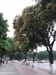 街道树木风景
