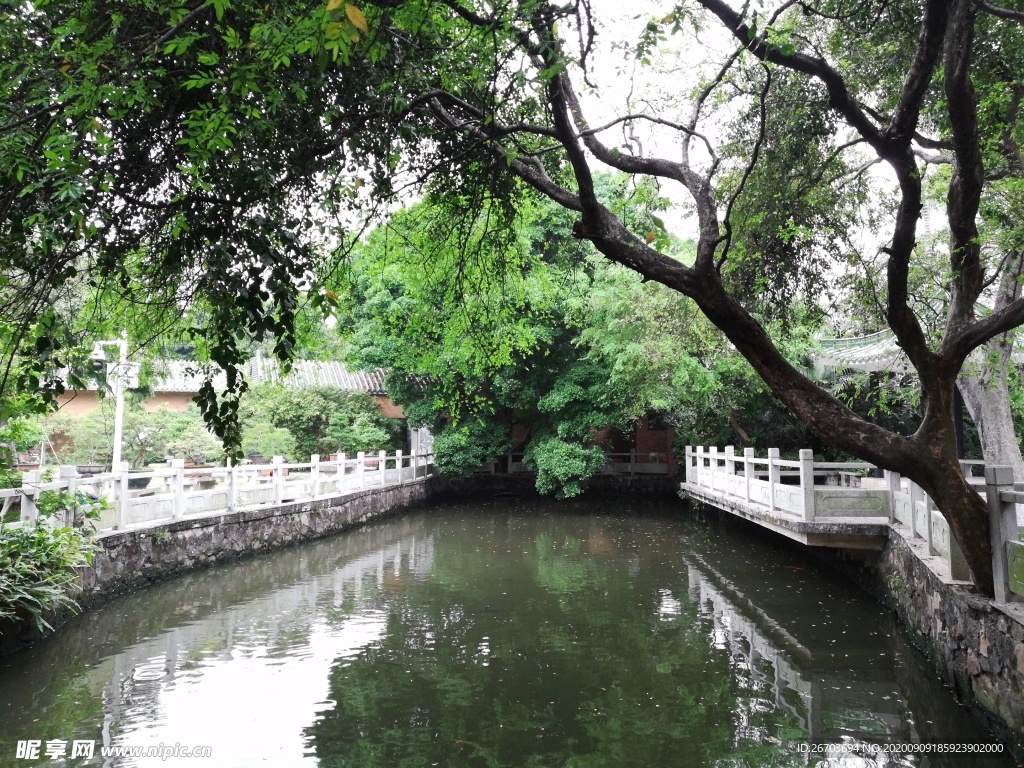 池塘绿树风景