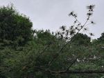松树松花