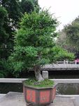 树木盆景