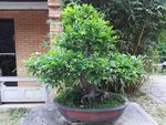 花木盆栽