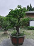树木盆景图片