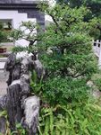 假山树木图片