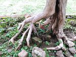 古树树木树根图片