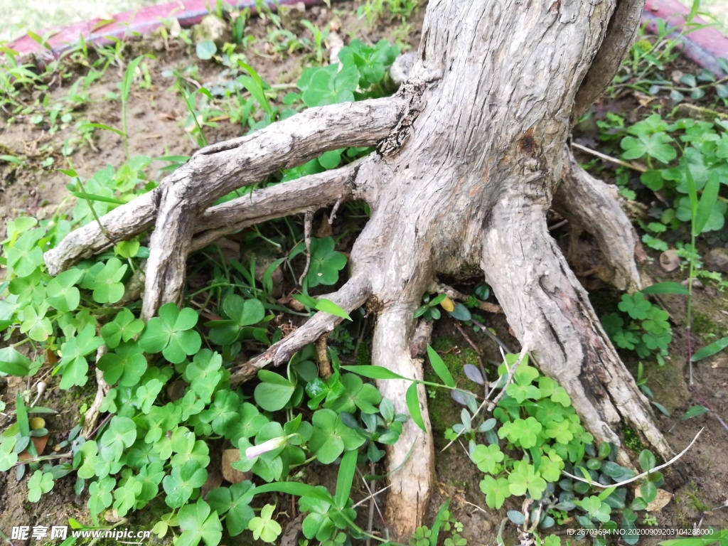 有关一棵老树, 树根的另一面的免费素材图片