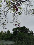 玉堂春花枝