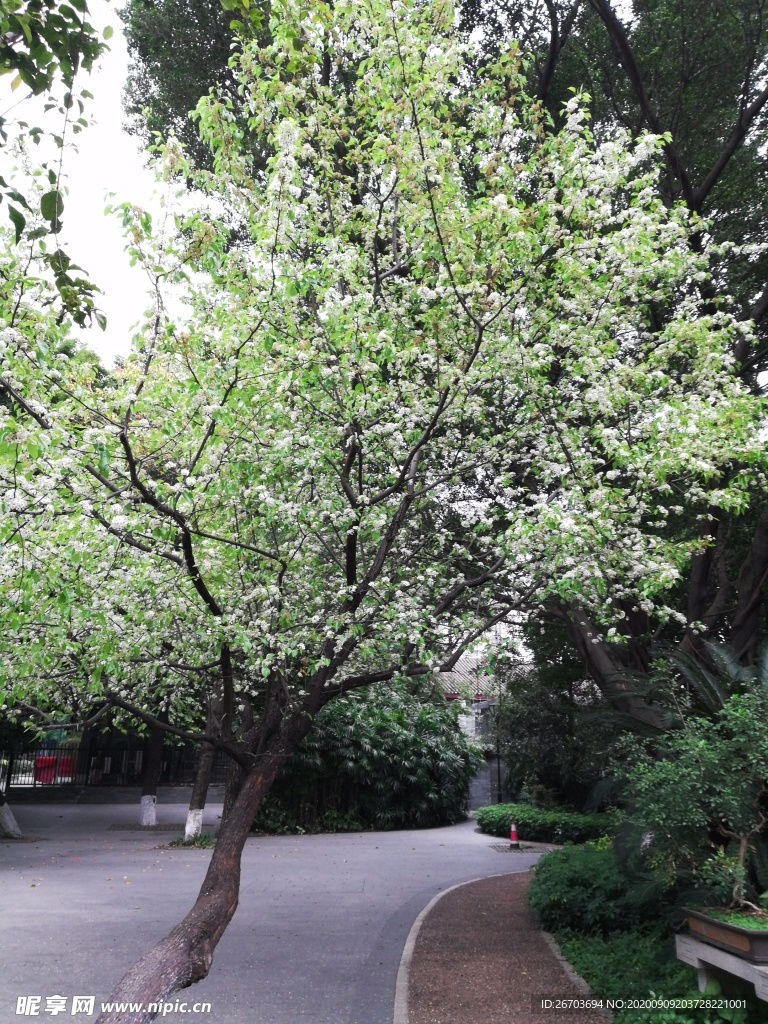 一棵花树