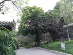 公园绿树风景