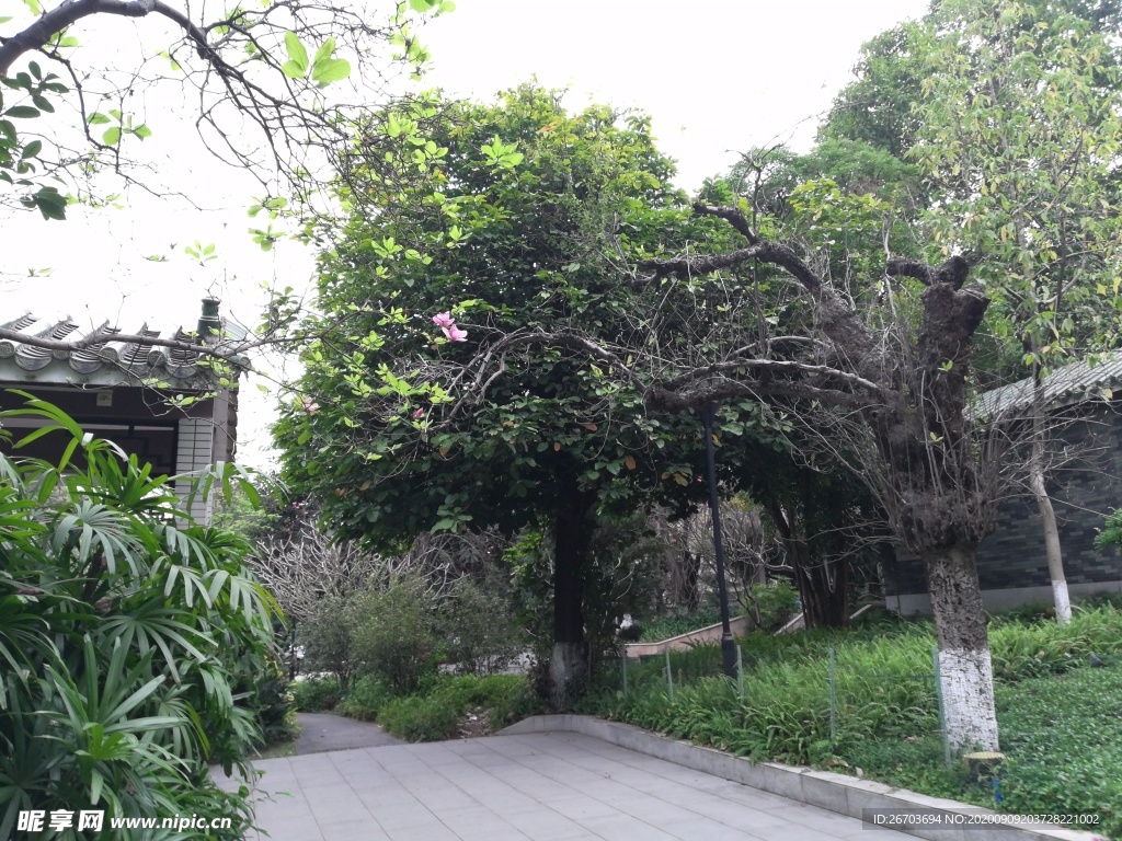 公园绿树风景