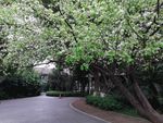 公园花树